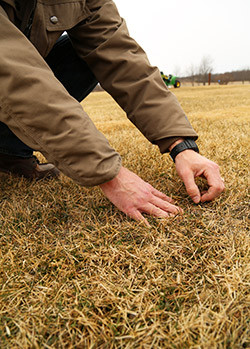 Scouting-for-weeds-in-early-spring-250x349