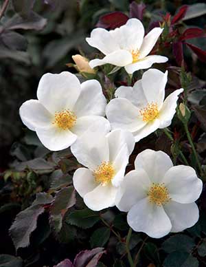 The-White-Knock-Out-Rose