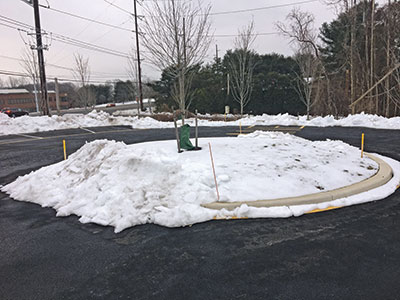 Photo: Shackleford Landscape Group