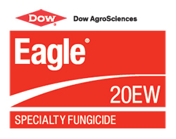 Dow Eagle