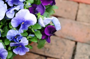 Photo: iStock/gmnicholas