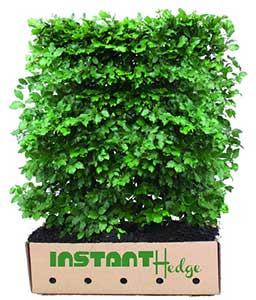 InstantHedge