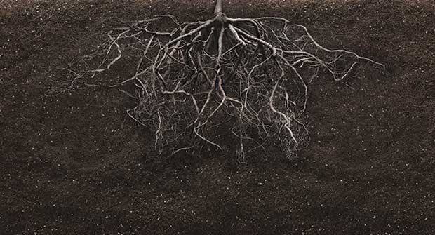 roots. Photo: iStock.com/MARIOS07