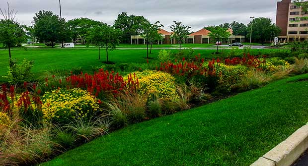 Bioretention area. Photo: Bluegrass Landscape & Snow Management