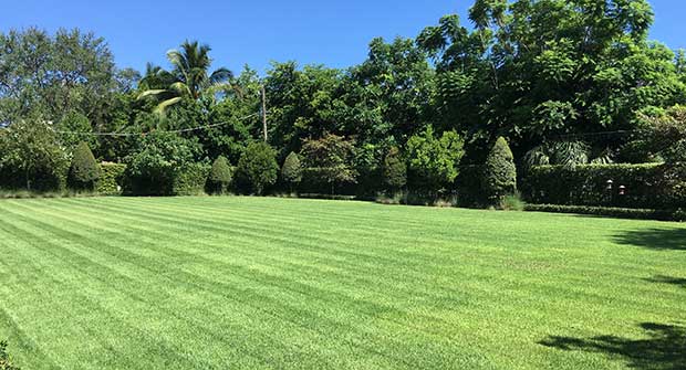 green lawn. Photo: Plant Health Care Systems of South Florida