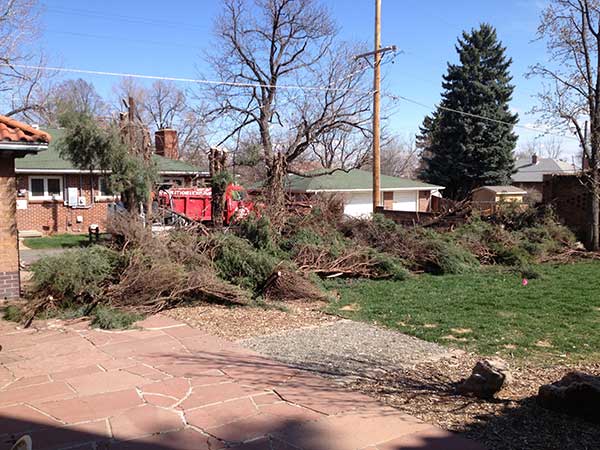 Trees coming down