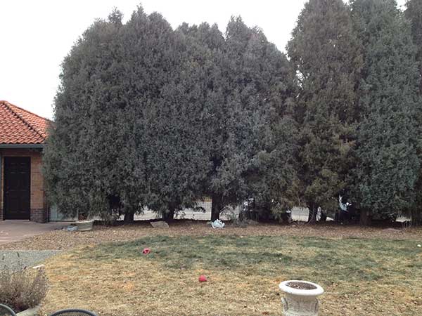 View of back of property prerenovation