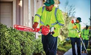 Man trimming hedges