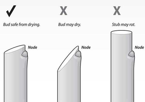 Pruning angles