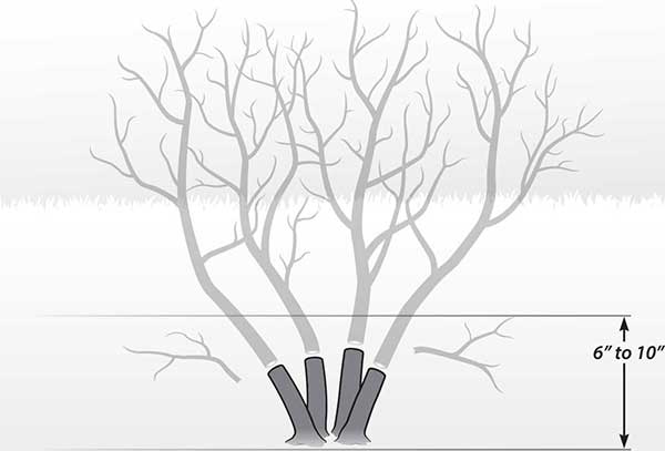 Shrub with pruning dimensions
