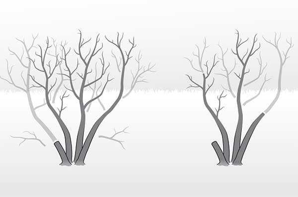 Pruned shrub over time
