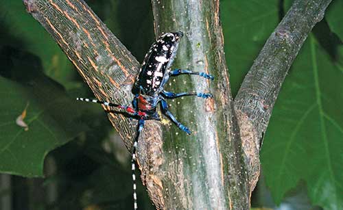 Asian Longhorned Beetle (Photo: Dean Morewood, Health Canada, Bugwood.org)