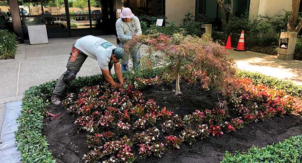 Photo: Bianco Landscape Management