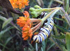 Milkweed plant and pollinator (Photo: LandscapeHub)