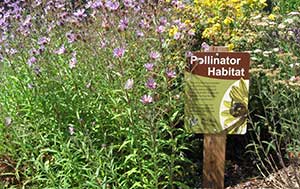 Pollinator habitat (Photo: Matthew Shepherd, The Xerces Society)