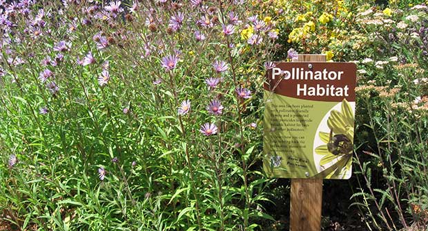 Pollinator habitat