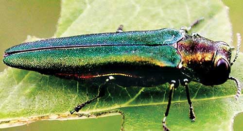 Emerald Ash Borer (Photo: Leah Bauer, USDA Forest Service Northern Research Station, Bugwood.org)