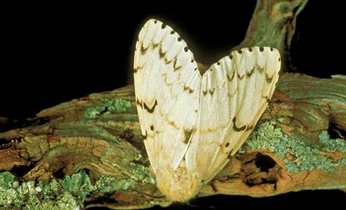 European Gypsy Moth (Photo: USDA APHIS PPQ , USDA APHIS PPQ, Bugwood.org)
