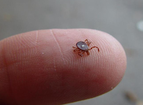 Lone star tick