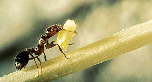 Red Imported Fire Ant (Photo: USDA APHIS PPQ - Imported Fire Ant Station , USDA APHIS PPQ, Bugwood.org)
