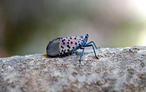 Spotted Lanternfly (Photo: Lawrence Barringer, Pennsylvania Department of Agriculture, Bugwood.org)