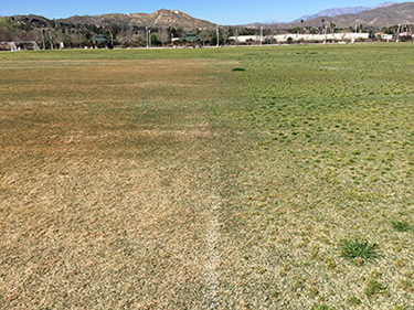 Bermudagrass on the left side was treated with Kerb on Nov. 20, 2017, and the photo was taken two months after application. The green tinge on the right is the individual Poa annua plants germinating in the midst of the Bermudagrass going into dormancy. (Photo: Gil Del Rosario, Corteva Agriscience™, Agriculture Division of Dow DuPont)