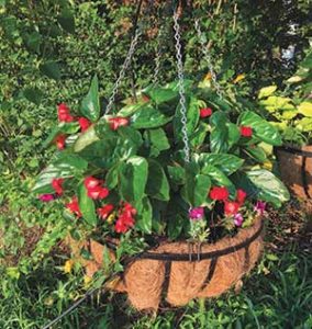 Hanging basket (Photo: Color Burst Landscapes)