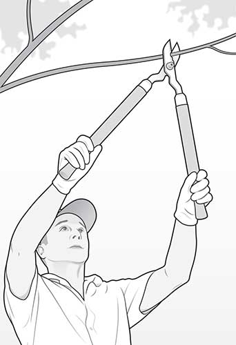 Man trimming trees (illustration: David Preiss)