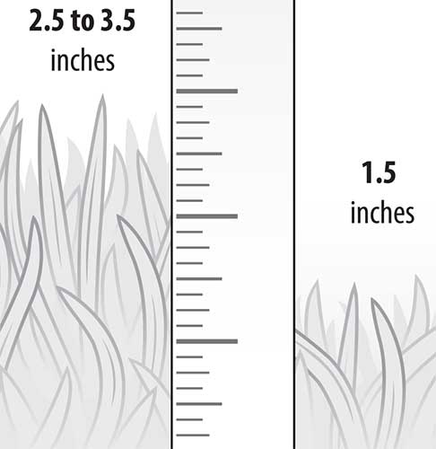 Ruler and grasses (illustration: David Preiss)