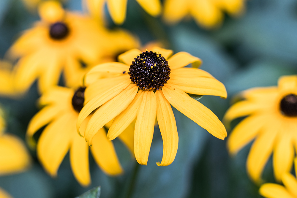 Iconic daisy (Photo: John Mini Distinctive Landscapes)