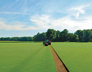 Loving's sod farm (Photo: Loving)