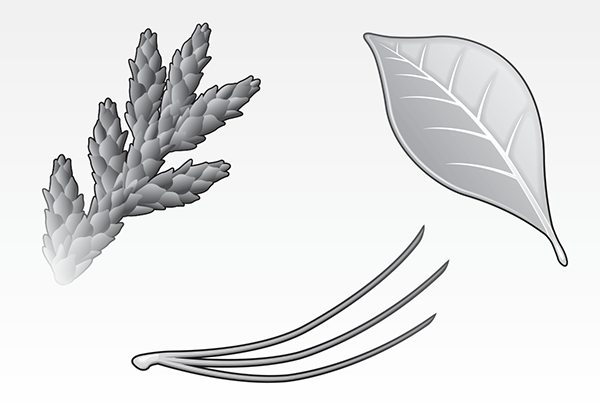 Leaves (illustration: David Preiss)