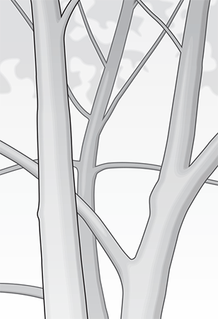 Tree bark (illustration: David Preiss)