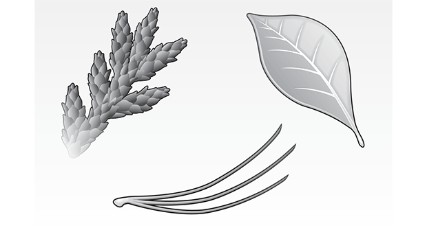 Leaves (Illustration: David Preiss)