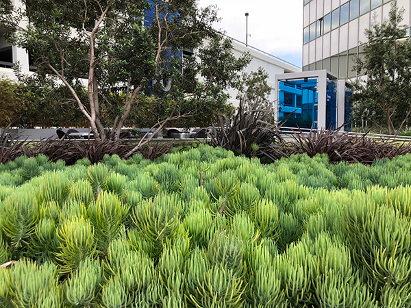 PCT water-wise plant selections (Photo: LandCare)
