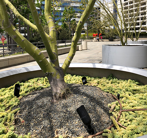 Tree outside PCT headquarters (Photo: LandCare)