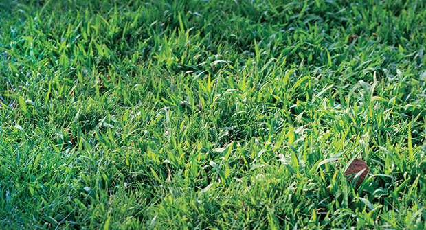Crabgrass (Photo: Gil del rosario, Corteva Agriscience, Agriculture Division of Dow DuPont)