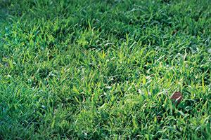 A strong fertilization and aeration program can combat the spread of crabgrass. (Photo: Gil del Rosario, Corteva Agriscience, Agriculture Division of Dow DuPont)
