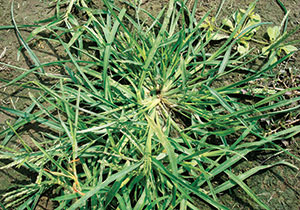 Goosegrass is identified by its wagon-wheel growth pattern, broad leaf blades and light green color. (Photo: Gil del Rosario, Corteva Agriscience, Agriculture Division of Dow DuPont)