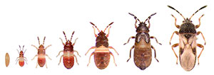 Chinch bug at various stages (Photo: David J. Shetlar)