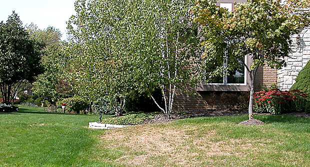 Chinch bug damage (Photo: David J. Shetlar)