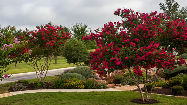 Color plantings at Blue Skies of Texas (Photo: Clean Scapes)