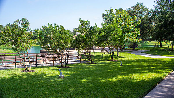 Mountain laurels at Blue Skies of Texas (Photo: Clean Scapes)