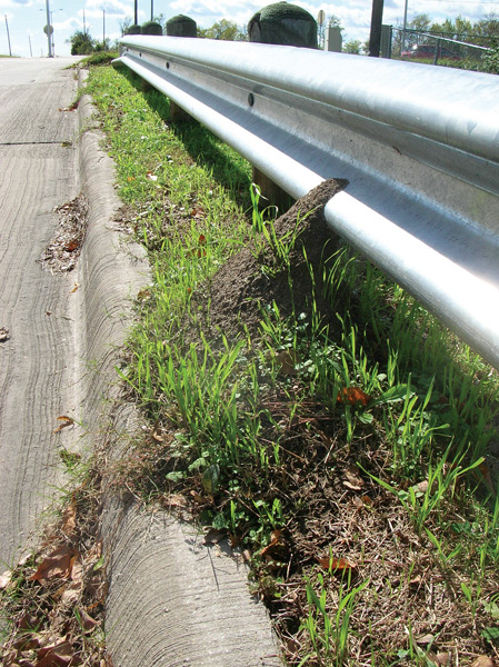 fire ants (Photo: FMC)