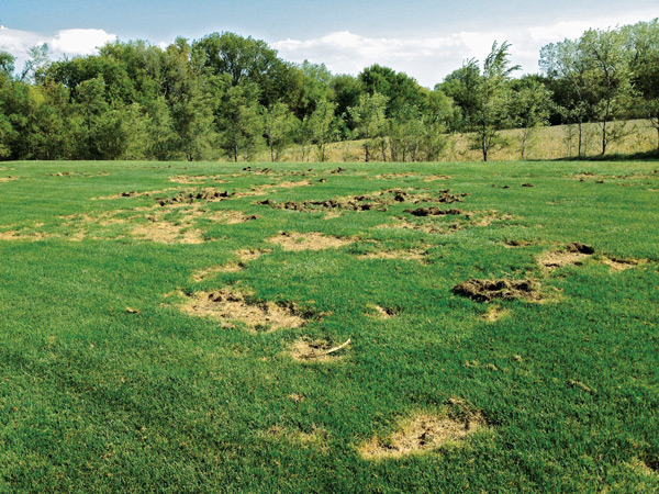 White grub damage (Photo: Rob Golembiewski)
