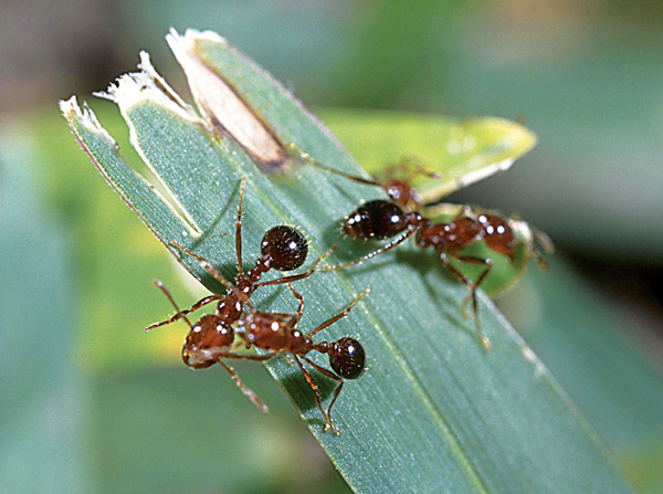 fire ants (Photo: David Shetlar)