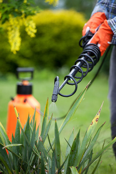 Spraying chemicals near a plant | Photo:iStock.com/NinaMalyna