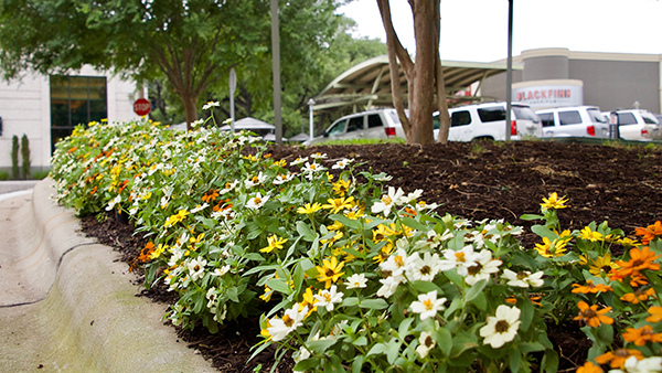 Annual color bed at The Domain (Photo: Greg Yount, Native Land Design)