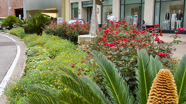 Focal landscape beds at The Domain (Photo: Greg Yount, Native Land Design)