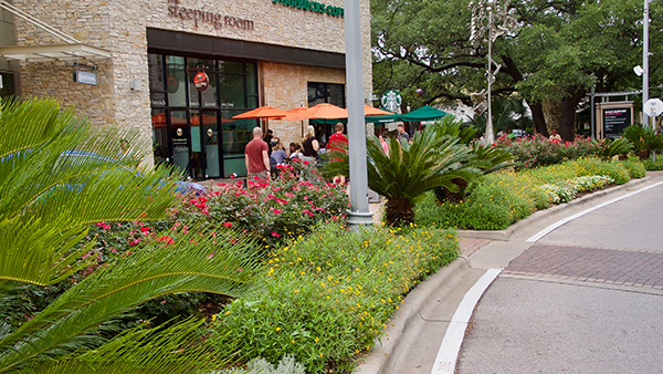 Landscape bed at The Domain (Photo: Greg Yount, Native Land Design)